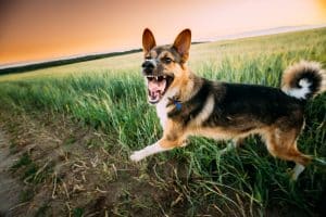 How do I get my dog to stop barking at motorcycle