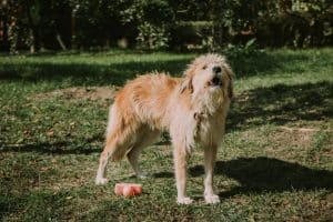 10 Reasons Why Dogs Hate Motorcycles
