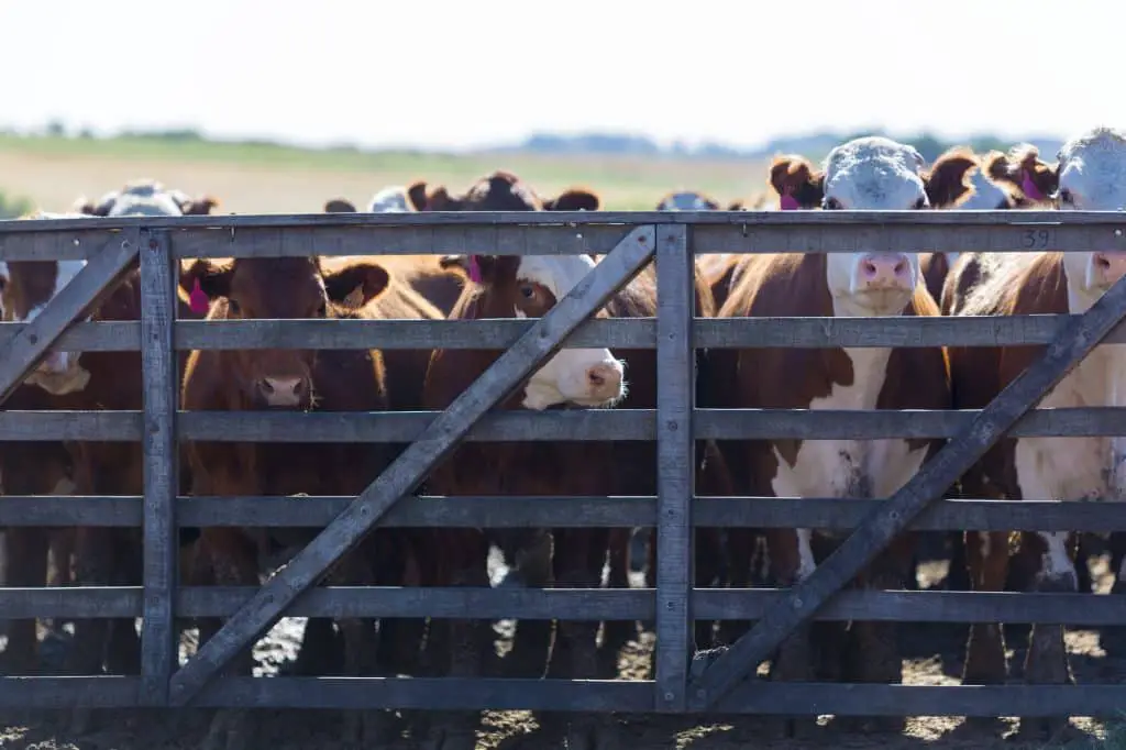 Group of cows in intensive livestock farm land, Uruguay