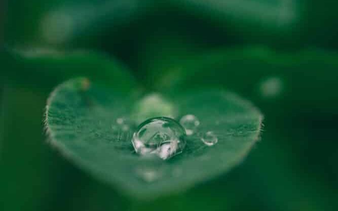 green leaf with water drops