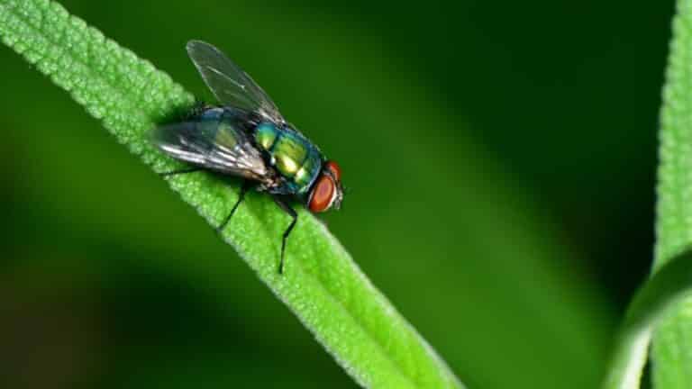 black fly perched on green leaf in close up photography