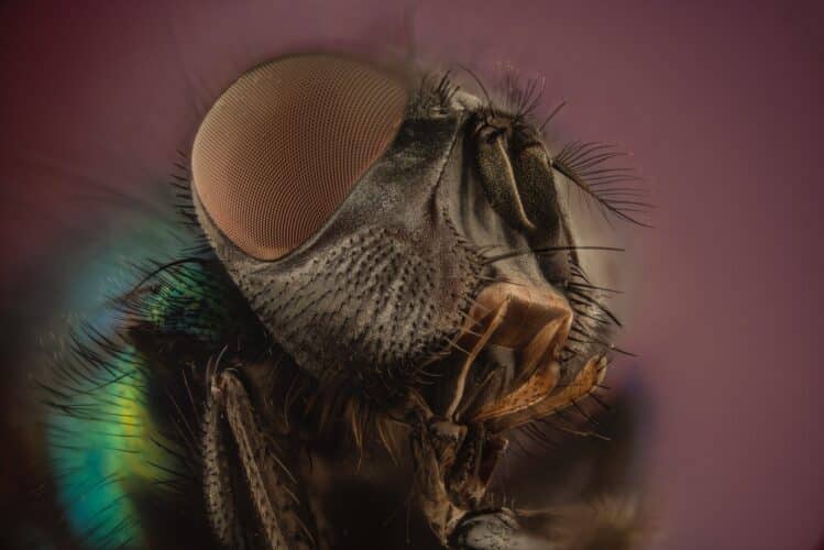 macro photography of brown and black insect